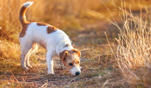 Obtaining a urine sample from a dog